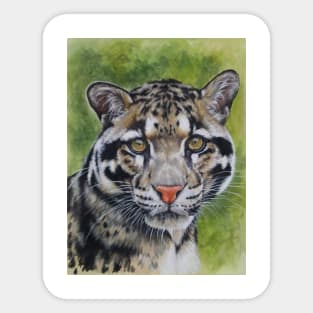 Clouded Leopard in Color Sticker